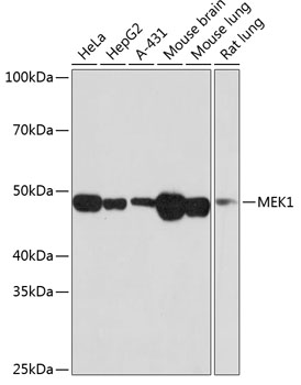 MEK1 Rabbit monoclonal antibody