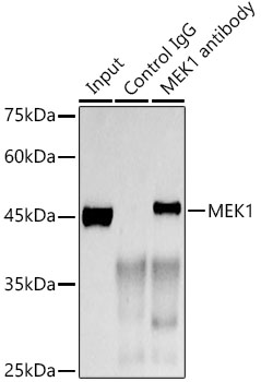 MEK1 Rabbit monoclonal antibody