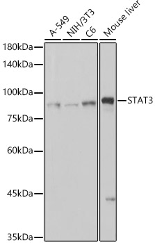 [KO Validated] STAT3 Rabbit monoclonal antibody