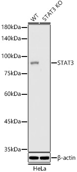 [KO Validated] STAT3 Rabbit monoclonal antibody