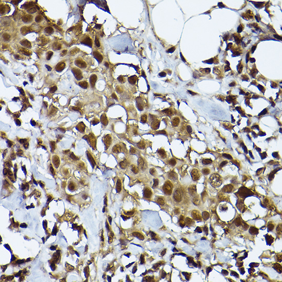 [KO Validated] STAT3 Rabbit monoclonal antibody
