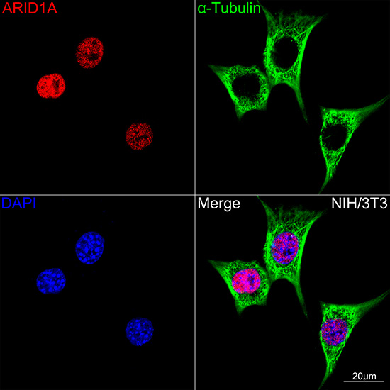ARID1A Rabbit monoclonal antibody