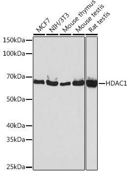 HDAC1 Rabbit monoclonal antibody