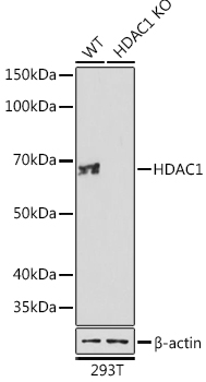 HDAC1 Rabbit monoclonal antibody