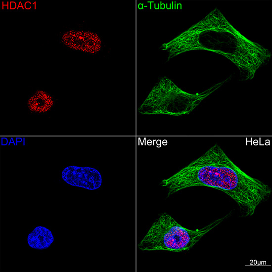 HDAC1 Rabbit monoclonal antibody