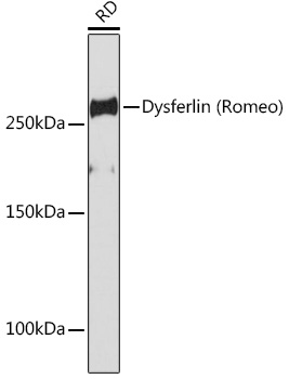 Dysferlin Rabbit monoclonal antibody