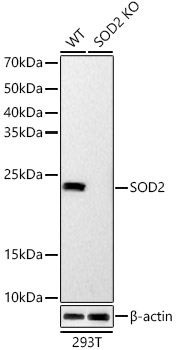 [KO Validated] SOD2 Rabbit monoclonal antibody