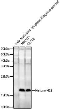Histone H2B Rabbit polyclonal antibody