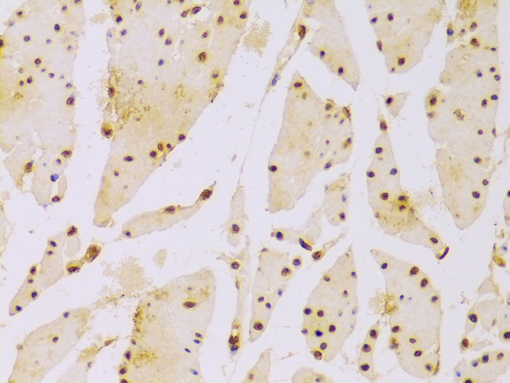 Histone H2B Rabbit polyclonal antibody