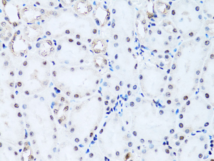 Histone H2B Rabbit polyclonal antibody