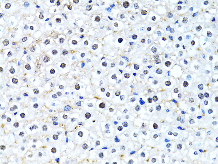 Histone H2B Rabbit polyclonal antibody