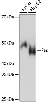 Fas Rabbit monoclonal antibody