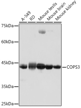 COPS3 Rabbit monoclonal antibody