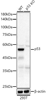 [KO Validated] p53 Rabbit monoclonal antibody