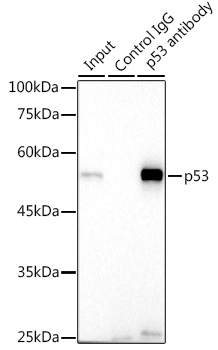 [KO Validated] p53 Rabbit monoclonal antibody