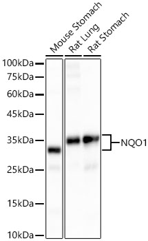[KO Validated] NQO1 Rabbit monoclonal antibody