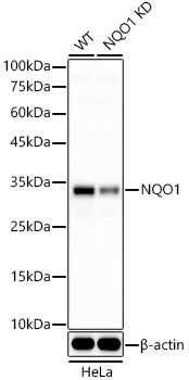 [KO Validated] NQO1 Rabbit monoclonal antibody