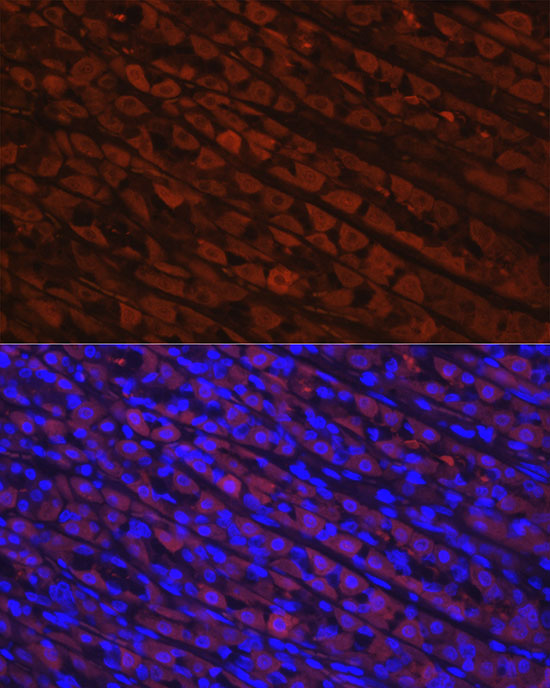 [KO Validated] NQO1 Rabbit monoclonal antibody