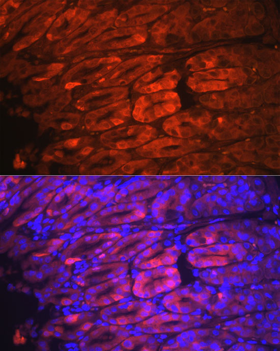 [KO Validated] NQO1 Rabbit monoclonal antibody