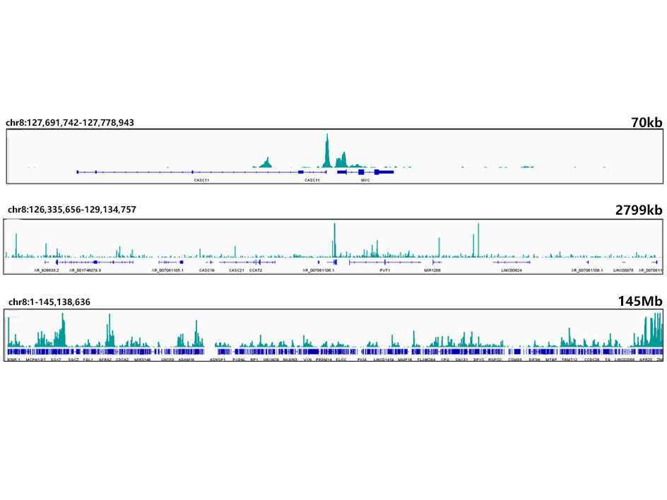 CTCF Rabbit monoclonal antibody
