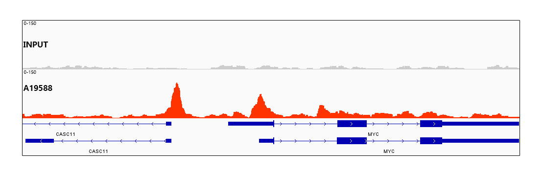 CTCF Rabbit monoclonal antibody