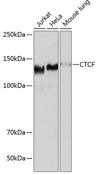 CTCF Rabbit monoclonal antibody