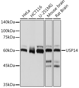 USP14 Rabbit monoclonal antibody