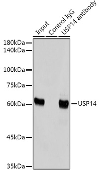 USP14 Rabbit monoclonal antibody