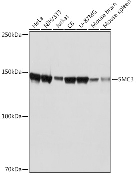 SMC3 Rabbit monoclonal antibody