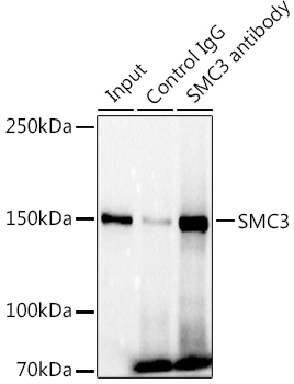SMC3 Rabbit monoclonal antibody
