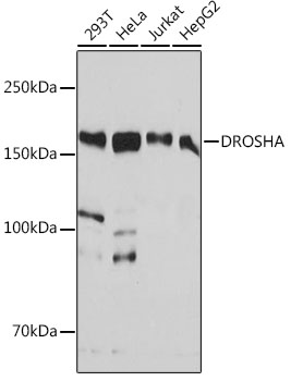 DROSHA Rabbit monoclonal antibody
