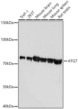 Western blot analysis of various lysates using [KD Validated] ATG7 Rabbit mAb (A19604) at 1:1000 dilution.<br/>Secondary antibody: HRP-conjugated Goat anti-Rabbit IgG (H+L) (AS014) at 1:10000 dilution.<br/>Lysates/proteins: 25μg per lane.<br/>Blocking buffer: 3% nonfat dry milk in TBST.<br/>Detection: ECL Basic Kit (RM00020).<br/>Exposure time: 10s.