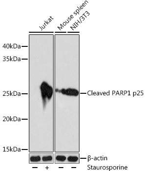 Cleaved PARP1 p25 Rabbit monoclonal antibody