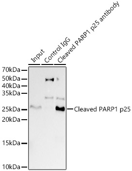Cleaved PARP1 p25 Rabbit monoclonal antibody