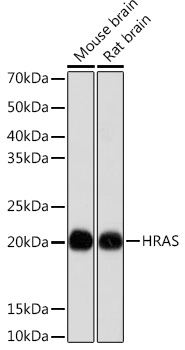 HRAS Rabbit monoclonal antibody