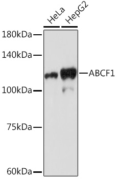 ABCF1 Rabbit monoclonal antibody
