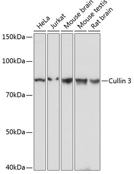 Cullin 3 Rabbit monoclonal antibody