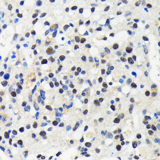 Cullin 3 Rabbit monoclonal antibody