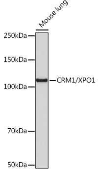 CRM1/XPO1 Rabbit monoclonal antibody