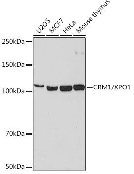 CRM1/XPO1 Rabbit monoclonal antibody