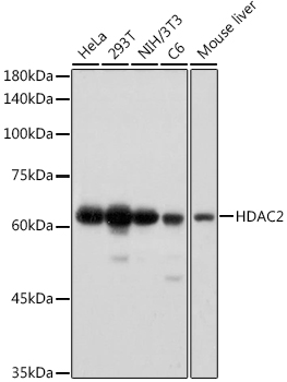 HDAC2 Rabbit monoclonal antibody