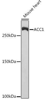 ACC1 Rabbit monoclonal antibody