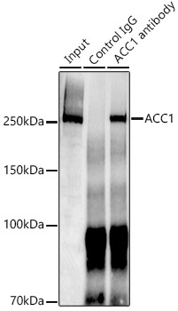 ACC1 Rabbit monoclonal antibody