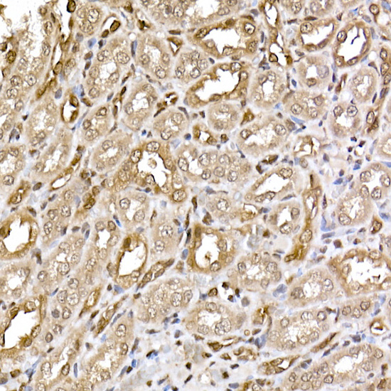 ERK2 Rabbit monoclonal antibody