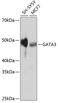 GATA3 Rabbit monoclonal antibody