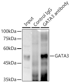 GATA3 Rabbit monoclonal antibody