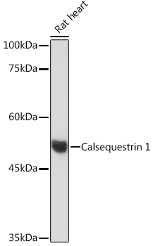 Calsequestrin 1 Rabbit monoclonal antibody