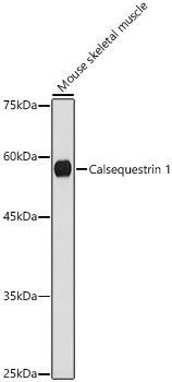 Calsequestrin 1 Rabbit monoclonal antibody