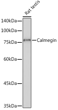 Calmegin Rabbit monoclonal antibody