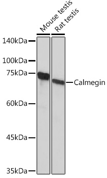 Calmegin Rabbit monoclonal antibody